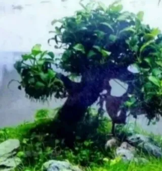 Lote Anubias Bonsai para RG