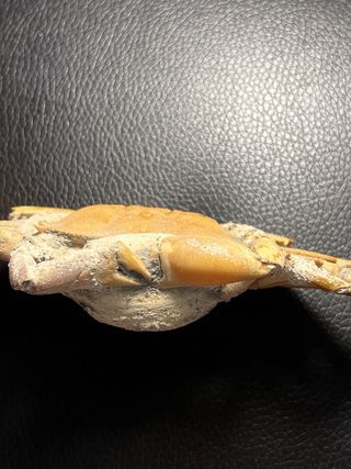 Fósil de Cangrejo Macrophthalmus grandidieri