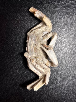 Cangrejo Fósil Macrophthalmus grandidieri