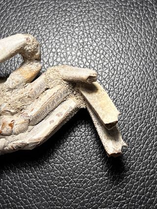 Cangrejo Fósil Macrophthalmus grandidieri