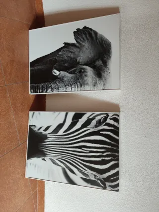 Preciosos cuadros de animales