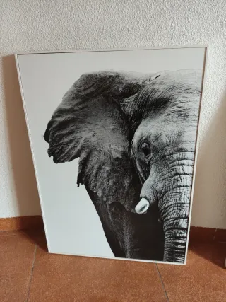 Preciosos cuadros de animales