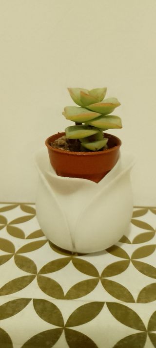 Vasetto Tulipano Bianco Stampa 3D