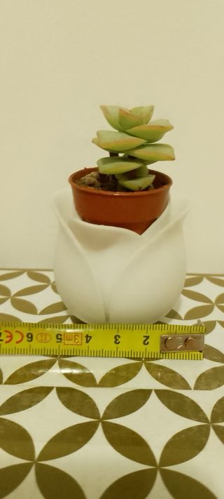 Vasetto Tulipano Bianco Stampa 3D