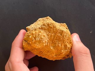 Fósil Erizo de Mar Acrosalenia nobilis