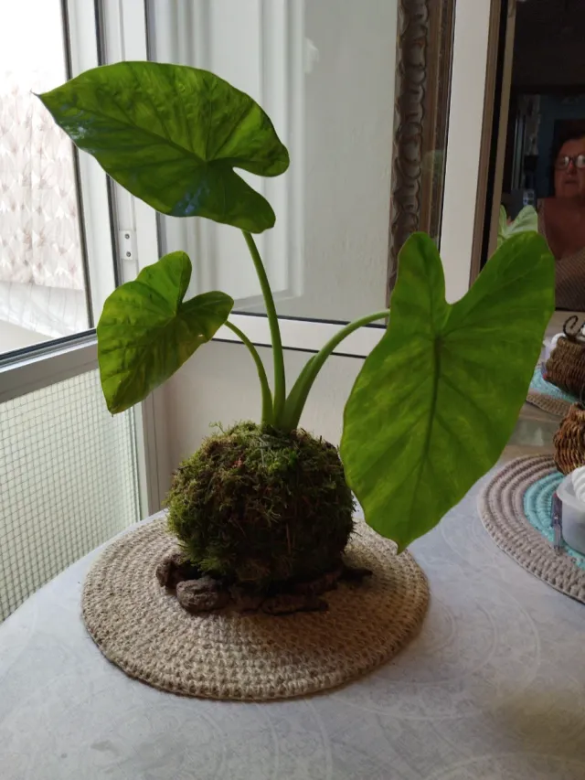 Kokedama Colocasia