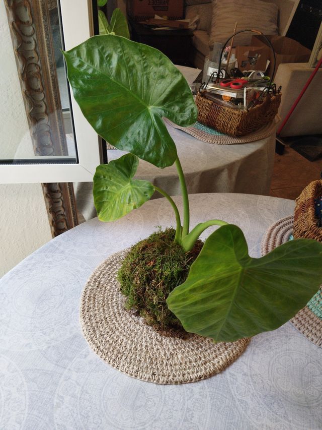 Kokedama Colocasia