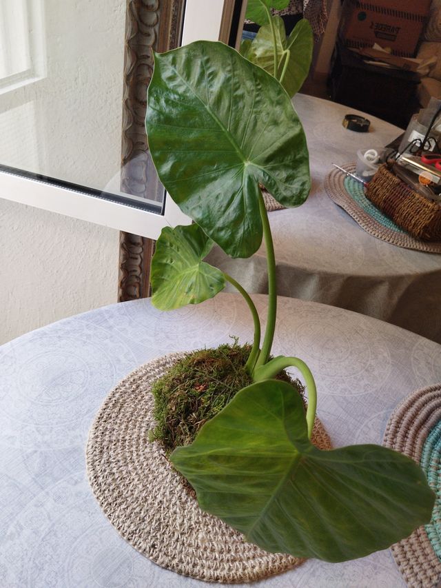 Kokedama Colocasia