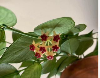 Hoya Polyneura Broguet