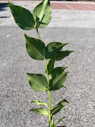 Hoya Polyneura Broguet