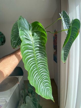 Anthurium Veitchii vaso 14