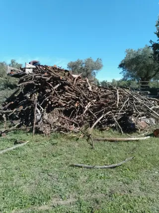 Leña de encina seca y verde