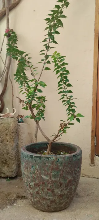 Planta con maceta decorativa