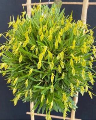 Barbosella prorepens