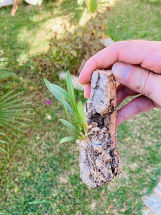 Barbosella prorepens