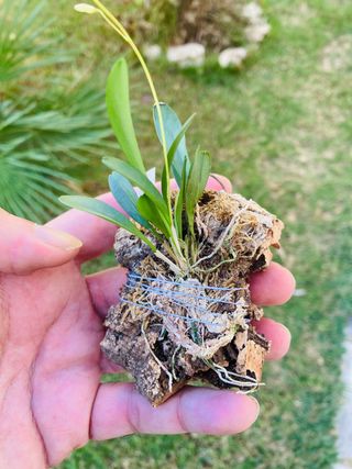 Pleurothallis picta en flor