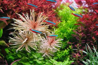 Lote de 12 plantas de acuario INICIACION