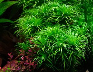 Lote de 12 plantas de acuario INICIACION