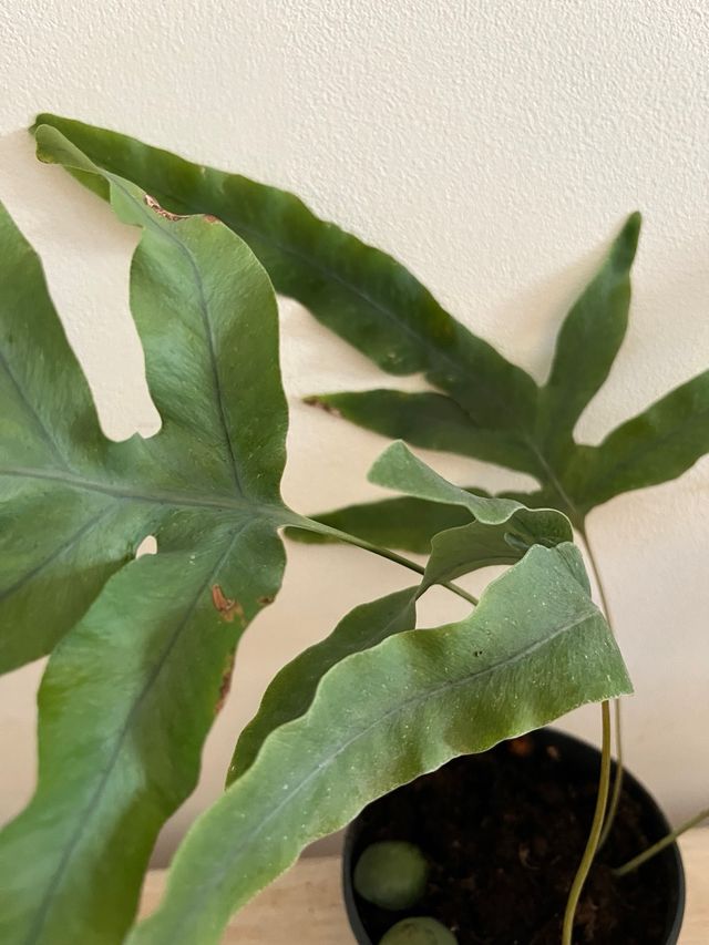 Felce Stella Blu in vaso