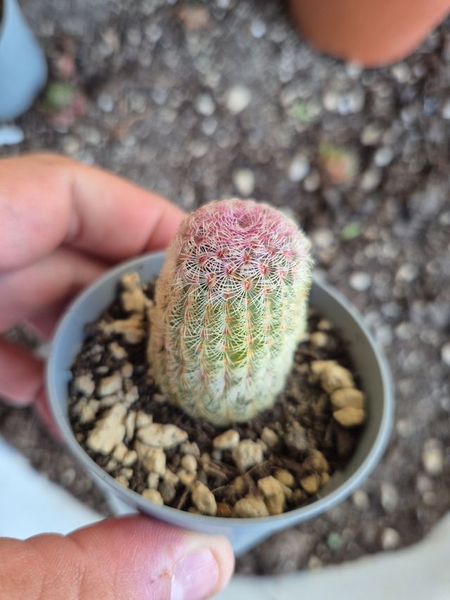 Pianta grassa cactus