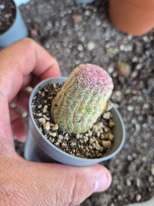Pianta grassa cactus