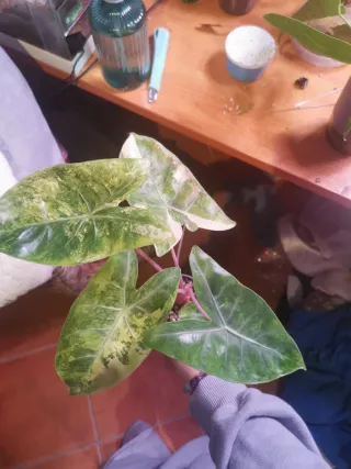 Alocasia Pink Dragon Aurea Cormo