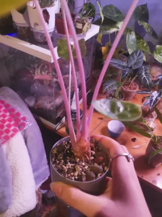 Alocasia Pink Dragon Aurea Cormo