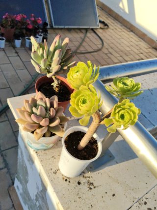 Lote 3 plantas suculentas