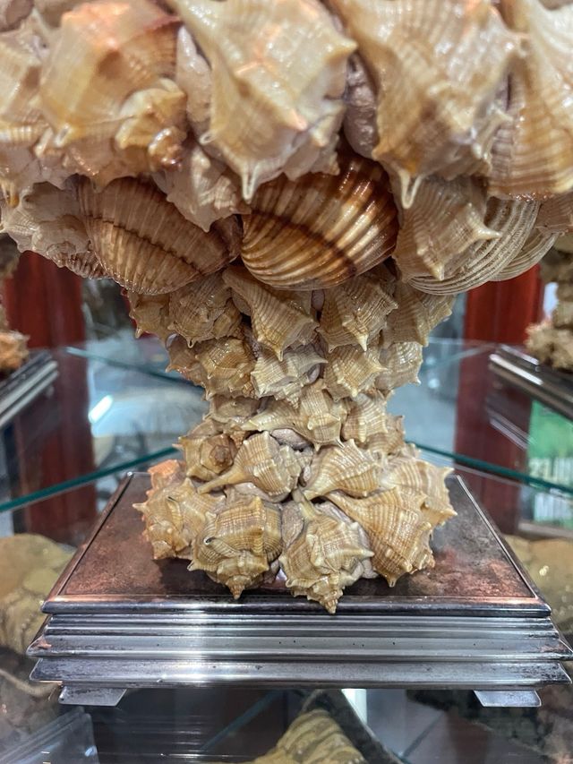 Trofeo de conchas marinas