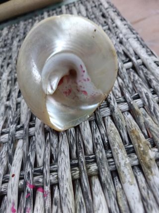 Adorno concha y metal antiguo