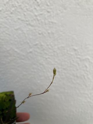 Macroclinium manabinum floreciendo