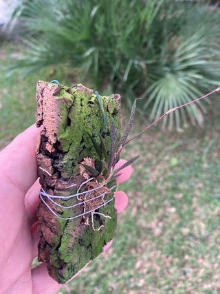 Macroclinium manabinum floreciendo