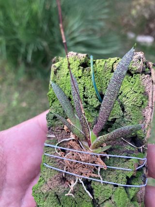 Macroclinium manabinum floreciendo