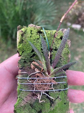 Macroclinium manabinum floreciendo