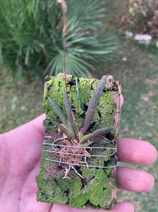 Macroclinium manabinum floreciendo