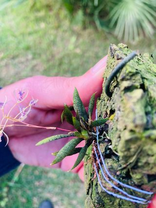 Macroclinium christensonii en flor