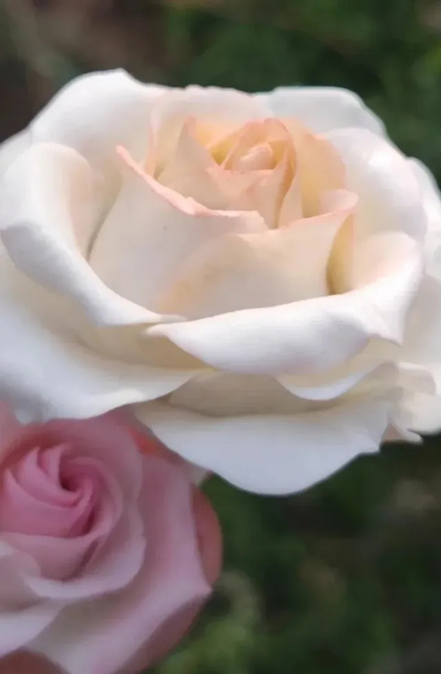 Masa de secado al aire porcelana fría