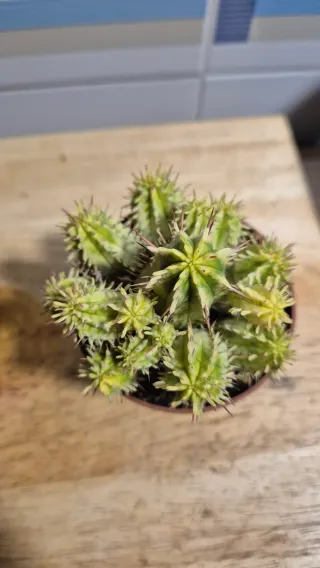 Suculenta Euphorbia Horrida Variegada