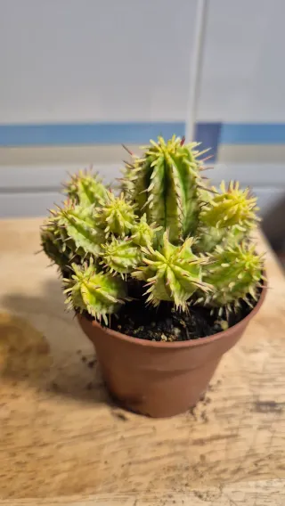 Suculenta Euphorbia Horrida Variegada