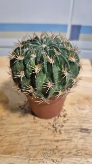 Cactus Echinopsis Cinnabarina