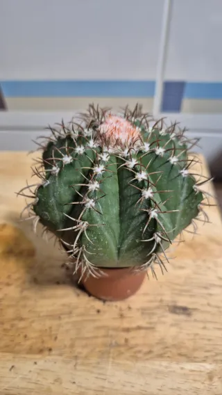 Melocactus matanzanus - Cactus con flor
