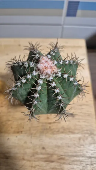 Melocactus matanzanus - Cactus con flor