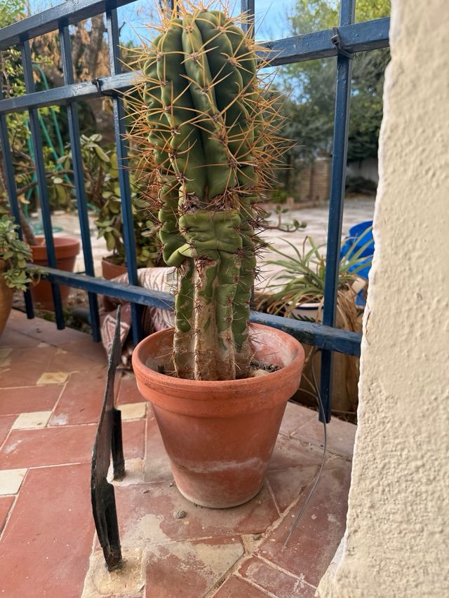 Cactus en maceta