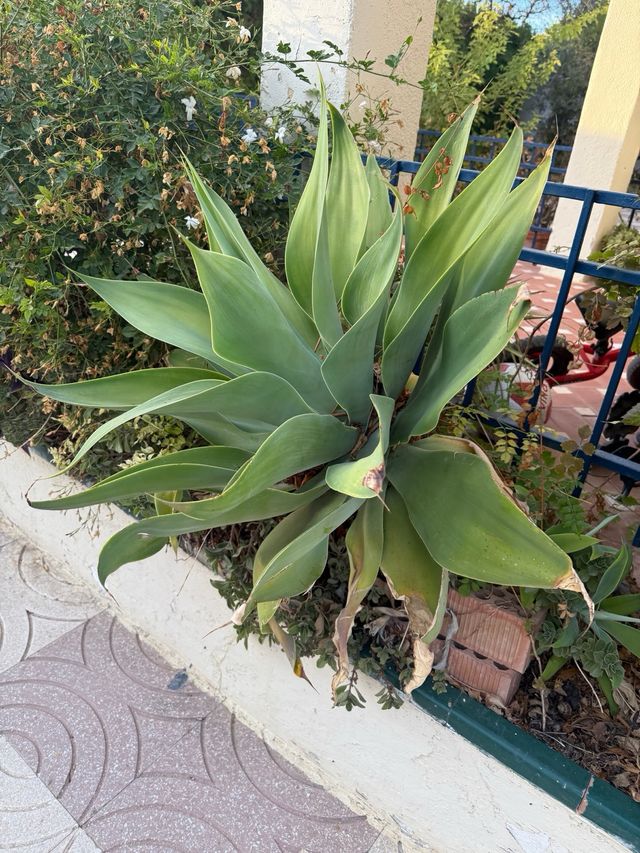 Suculenta grande para trasplantar