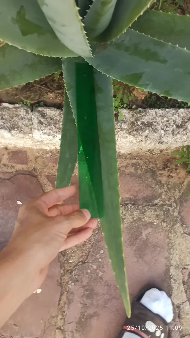 Hojas de Aloe Vera Frescas