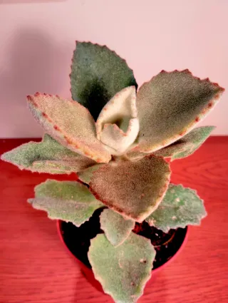 Planta.Kalanchoe Beharensis "Fang".