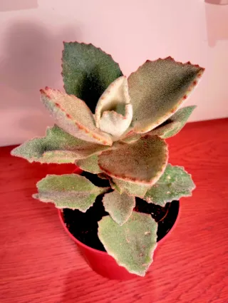 Planta.Kalanchoe Beharensis "Fang".