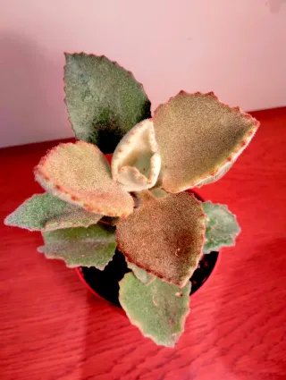 Planta.Kalanchoe Beharensis "Fang".