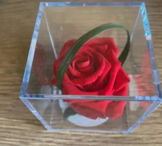 Rosa Eterna Roja en Caja Transparente