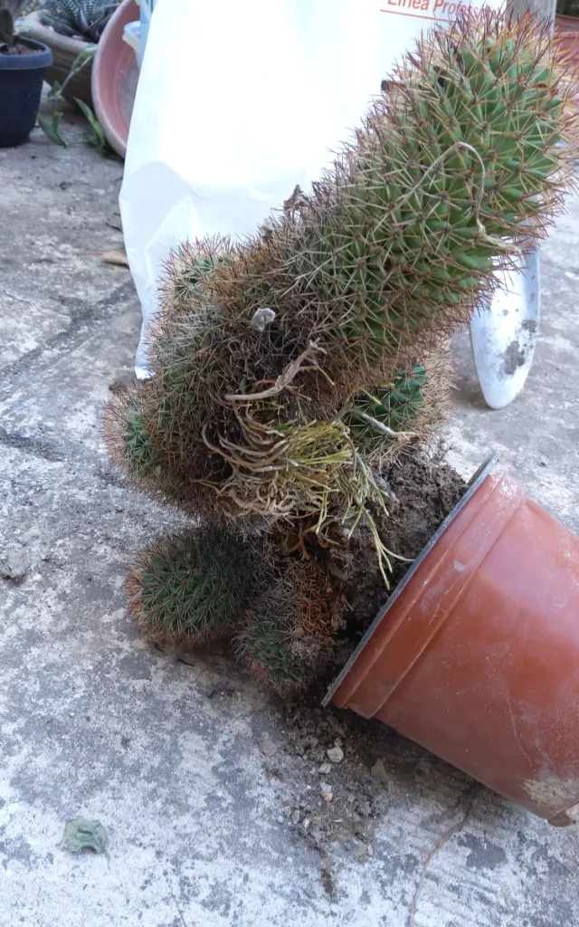 Mammillaria brandegeei pianta grassa